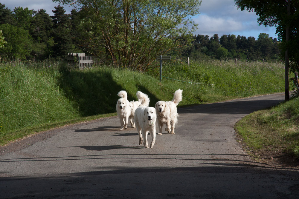 Urlaub mit Pyrenäenberghund Juni 2017 - Frankreich - Loire und Auvergne (Puy de Dôme) - Auvergne9