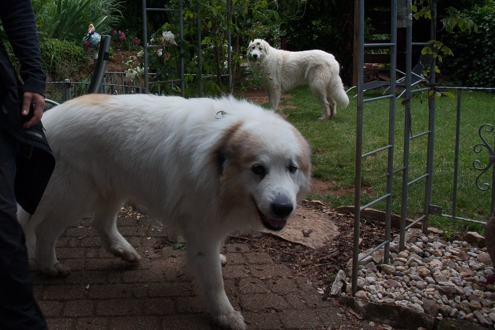 Pyrenäenberghund - Anfang Juli 2017 - Besuch von Balou