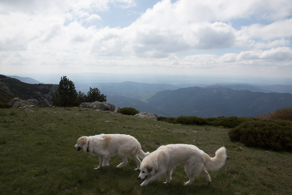 Urlaub mit Pyrenäenberghund Juni 2018 - Frankreich - Largentière – Les Monts de l‘Ardèche - Ardeche4