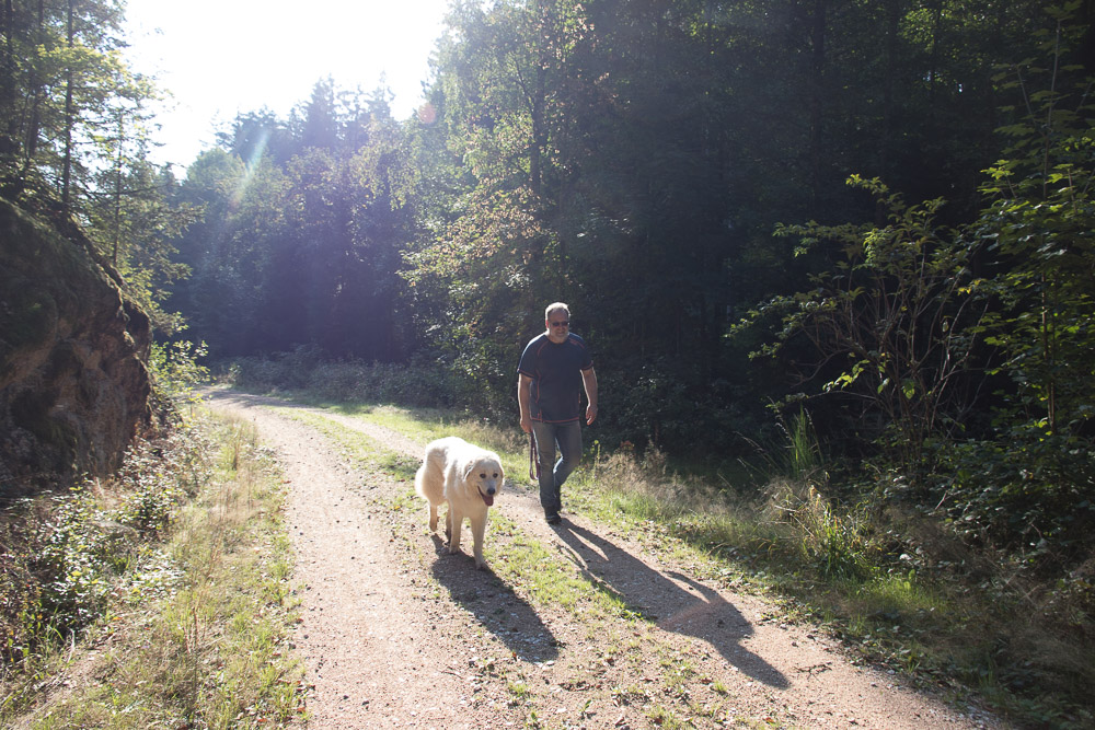 Pyrenäenberghund - 09. September 2018 Wanderung Nittenau Jugenberg