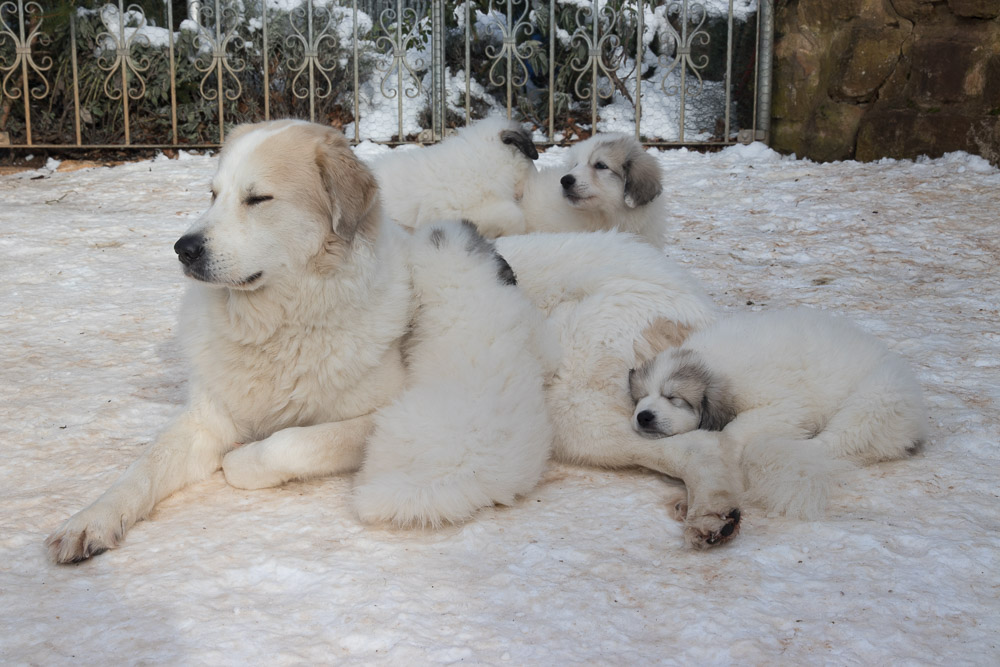 Pyrenäenberghund - F-Wurf Februar 2019 - Gruppenbild