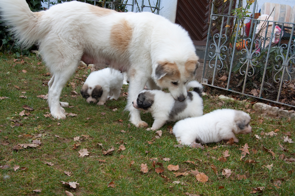 Pyrenäenberghund C-Wurf - Der erste Tag im Garten