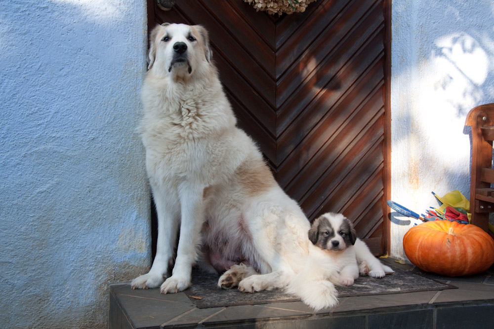 Pyrenäenberghund C-Wurf - Genauso wichtig wie die Mama