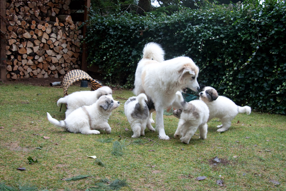 Pyrenäenberghund C-Wurf - Toben mit der Mama im Garten
