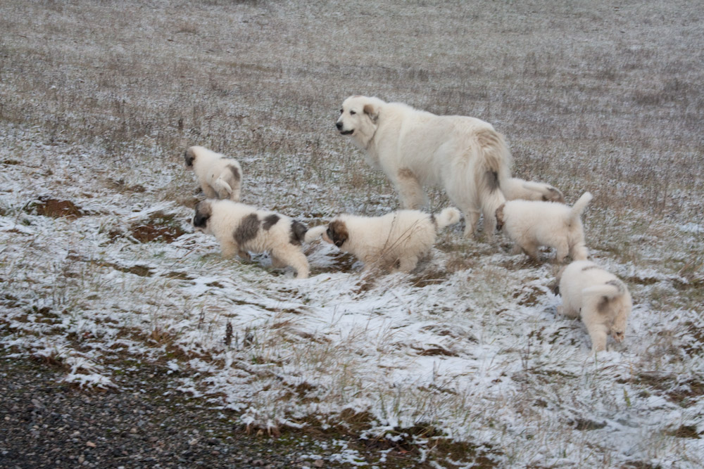 Pyrenäenberghund C-Wurf - Erster Ausflug im Schnee
