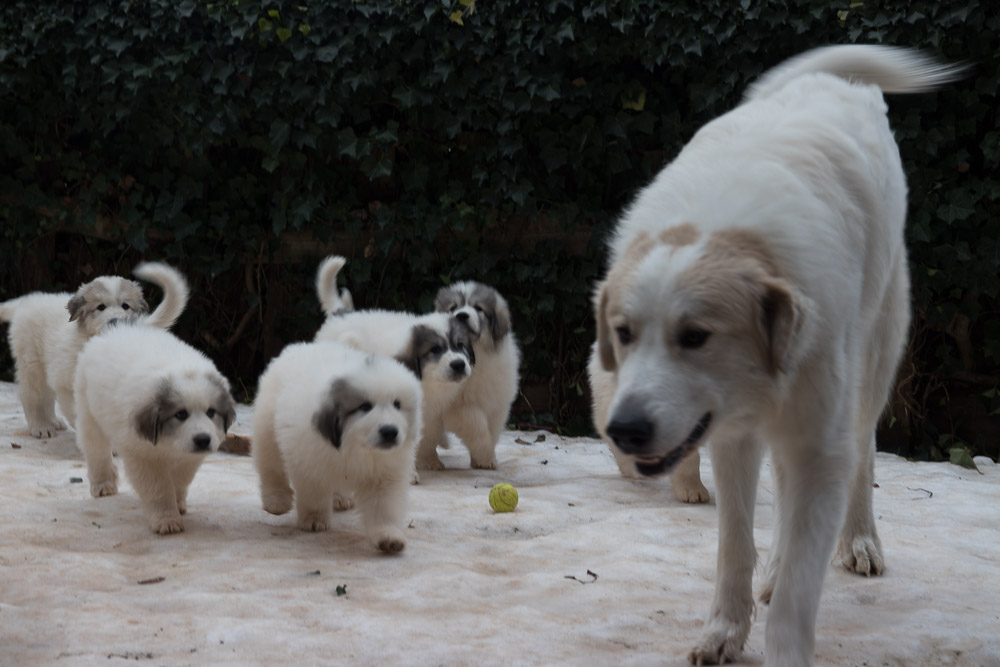 Pyrenäenberghund - 09. Februar 2019 Besuch von Pyrenäenberghund Onkel Emile