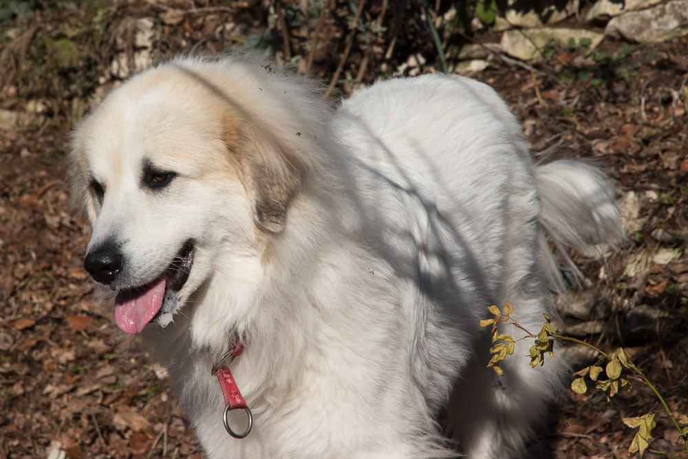 Pyrenäenberghund - 15. Februar 2019 Besuch von Pyrenäenberghund Tante Dorine