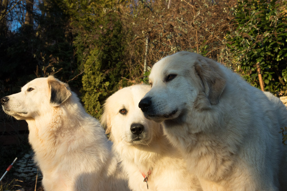 Pyrenäenberghund - 15. Februar 2019 Besuch von Pyrenäenberghund Tante Dorine - Gruppenbild