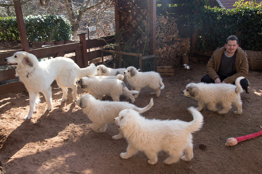 Pyrenäenberghund - 23. Februar 2019 Besuch von Pyrenäenberghund Tante Estelle und Pyrenäenberghund Onkel Eric - Gruppenbild