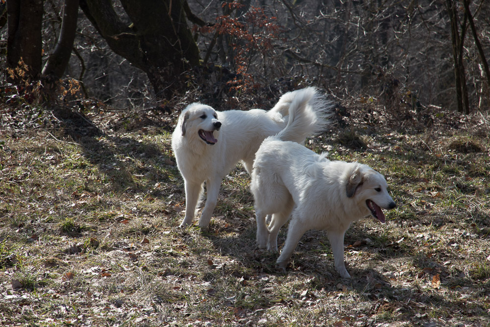 Pyrenäenberghund - 23. Februar 2019 Besuch von Pyrenäenberghund Tante Estelle und Pyrenäenberghund Onkel Eric