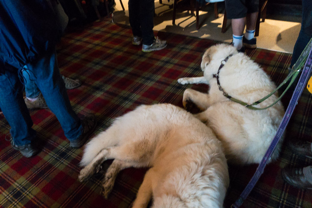 Urlaub mit Pyrenäenberghund September 2019 - Schottland - West Highland Way – Great Glen Way - Bettyhill - Schottland3