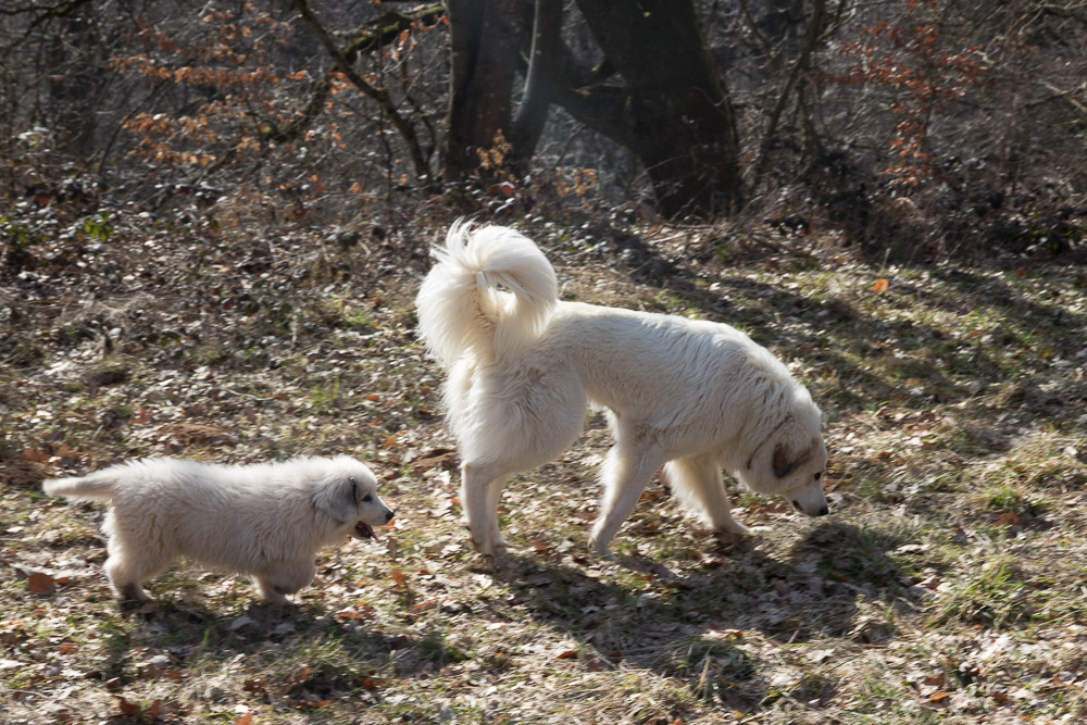 Pyrenäenberghund - 23. Februar 2019 Besuch von Pyrenäenberghund Tante Estelle und Pyrenäenberghund Onkel Eric