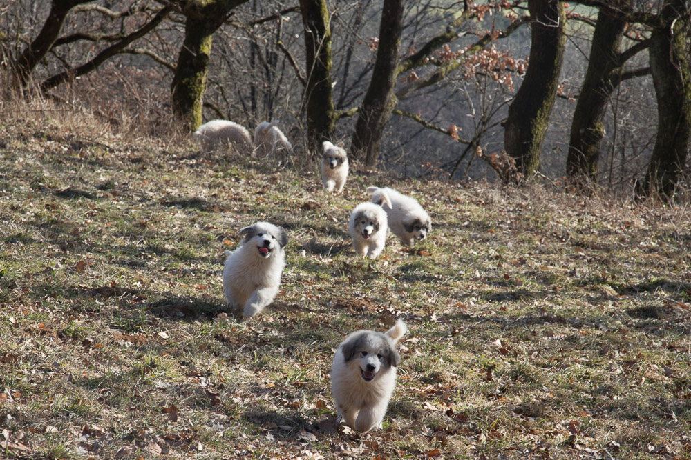 Pyrenäenberghund - F-Wurf Februar 2019