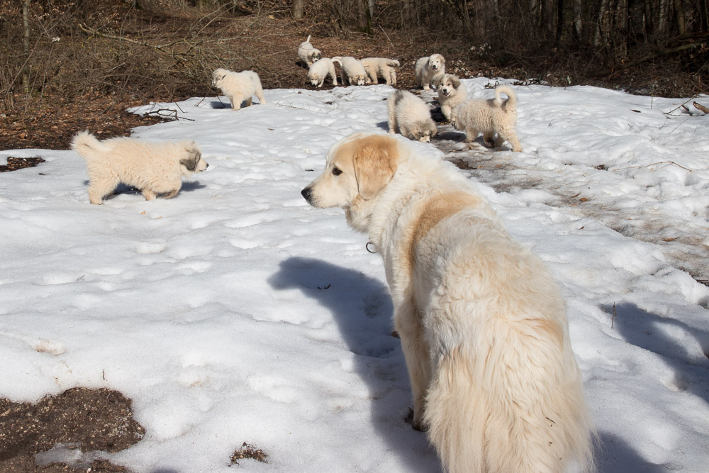 Pyrenäenberghund - 25. Februar 2019 Besuch von Pyrenäenberghund Opa Balou