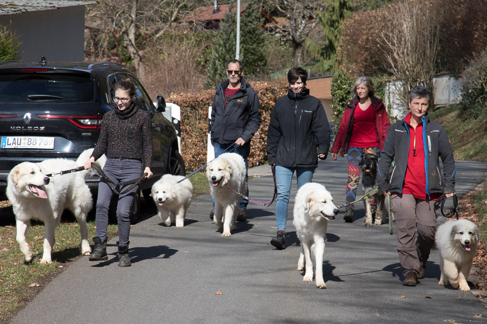Pyrenäenberghund - 17. März 2019 Besuch von Emile - Gruppenbild