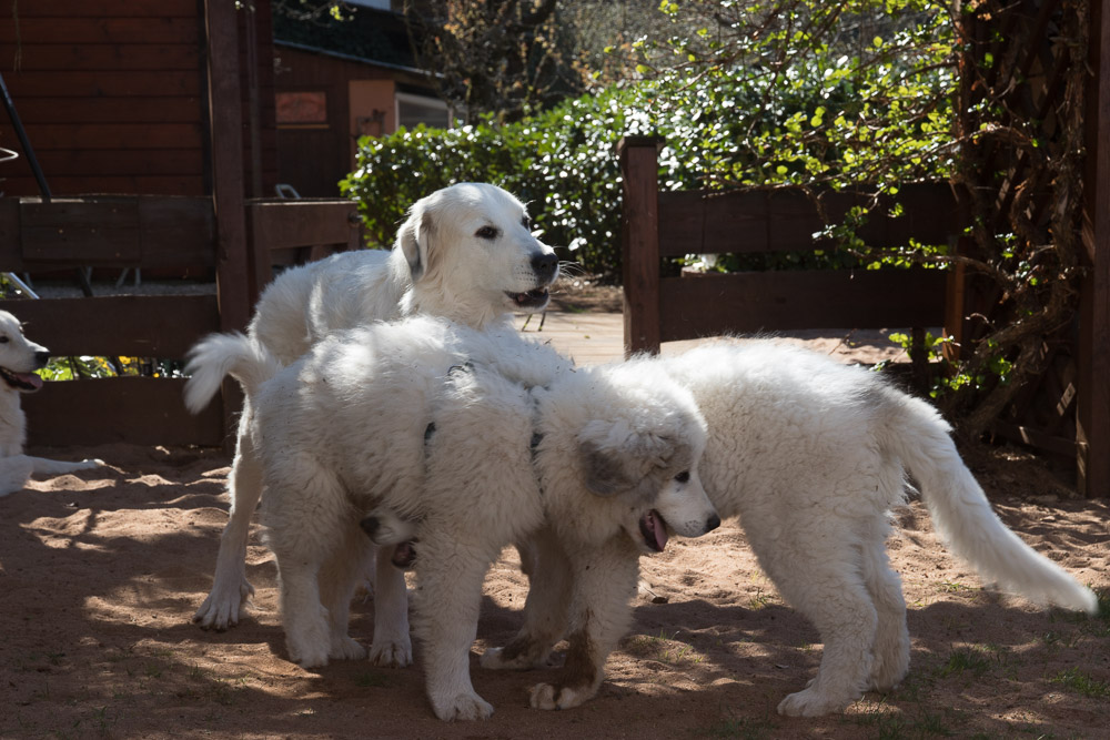 Pyrenäenberghund - 07. April 2019 Hundesonntag mit viel Pyrenäenberghund