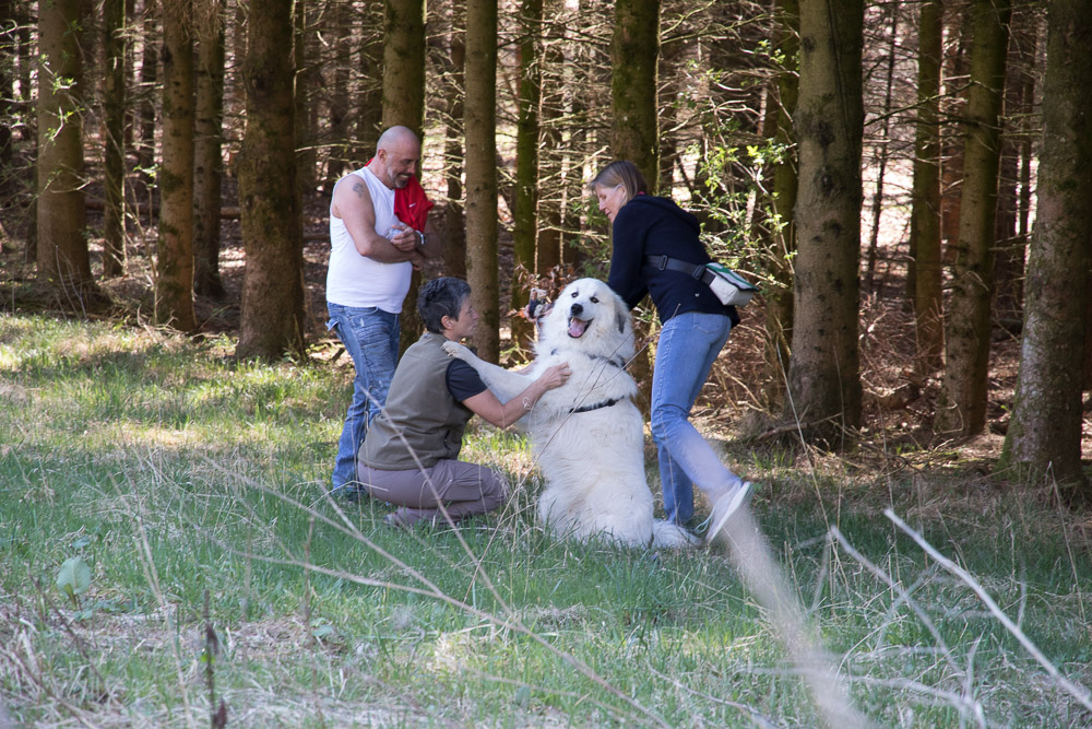 Pyrenäenberghund - 07. April 2019 Hundesonntag mit viel Pyrenäenberghund