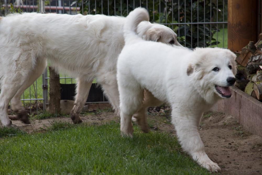 Pyrenäenberghund - 12. bis 14. April 2019 Ein Pyrenäenberghund Wochenende