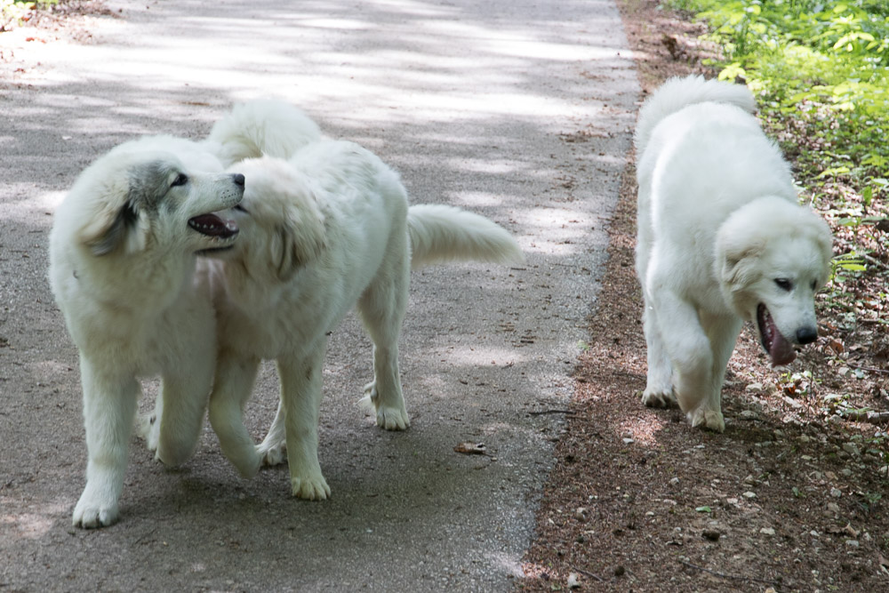 Pyrenäenberghund - 02. Juni 2019 Hundetreffen mit vier F‘s
