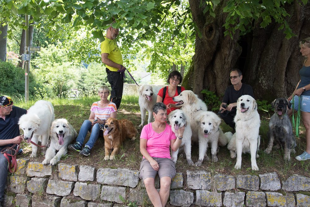 Pyrenäenberghund - 02. Juni 2019 Hundetreffen mit vier F‘s - Gruppenbild