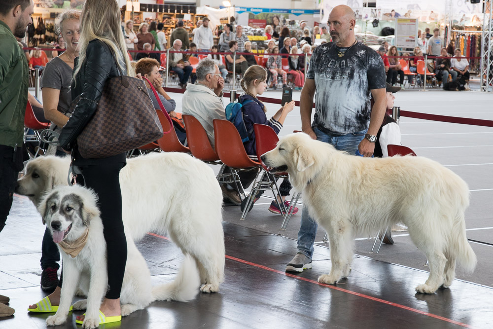 Pyrenäenberghund - Samstag 13.07.2019 - Nationale Ausstellung, Sonntag 14. Juli 2019 Internationale Rassehundeausstellung Nürnberg
