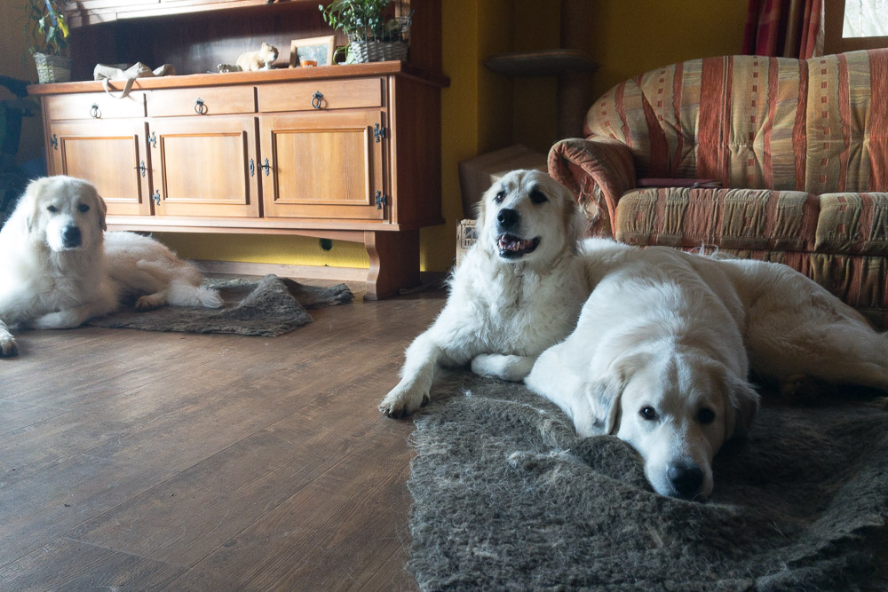 Pyrenäenberghund - 28. bis 31.12.2019 Besuch von Dorine - Gruppenbild
