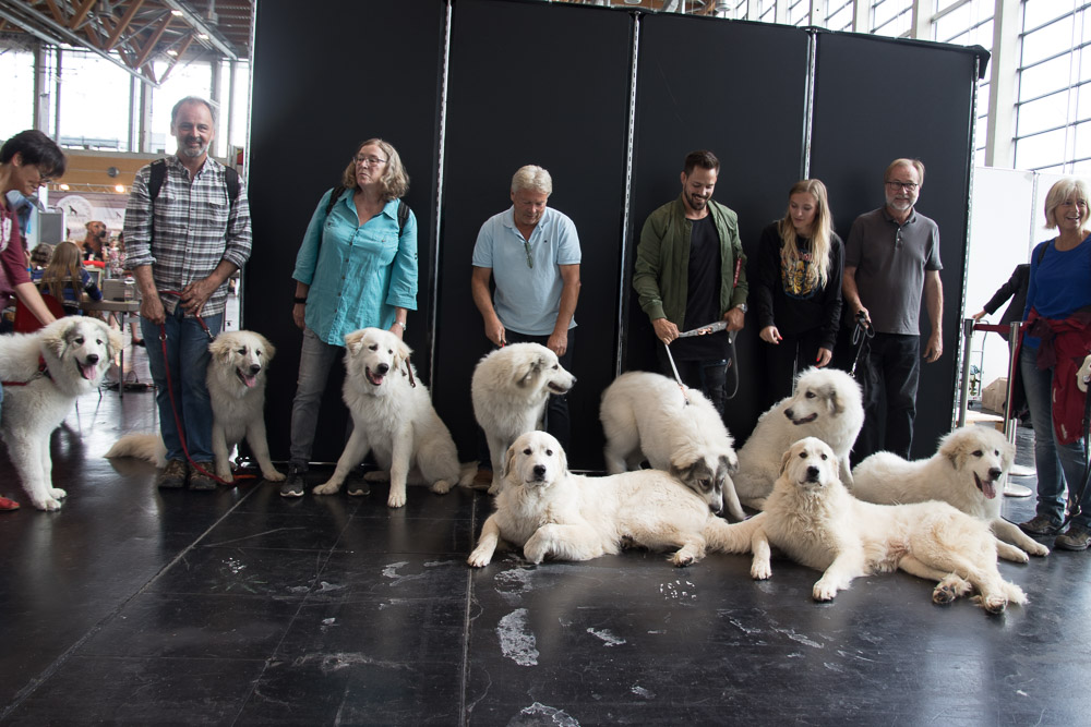 Pyrenäenberghund - Samstag 13.07.2019 - Nationale Ausstellung, Sonntag 14. Juli 2019 Internationale Rassehundeausstellung Nürnberg - Gruppenbild