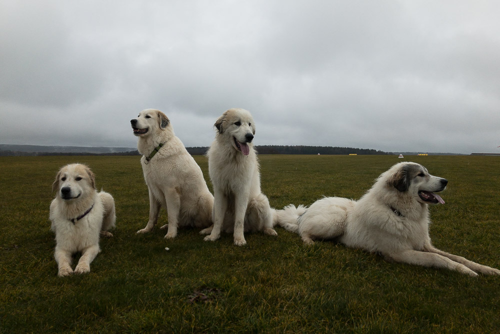 Pyrenäenberghund - 02. Februar 2020 - Hundetreffen - Gruppenbild