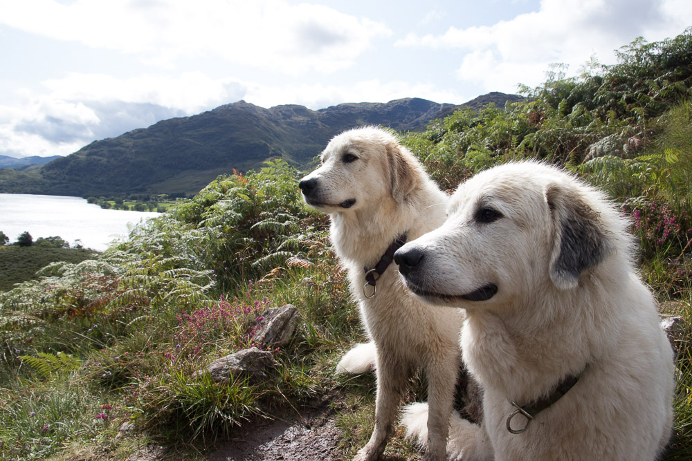 Urlaub mit Pyrenäenberghund September 2019 - Schottland - West Highland Way – Great Glen Way - Bettyhill - Schottland7