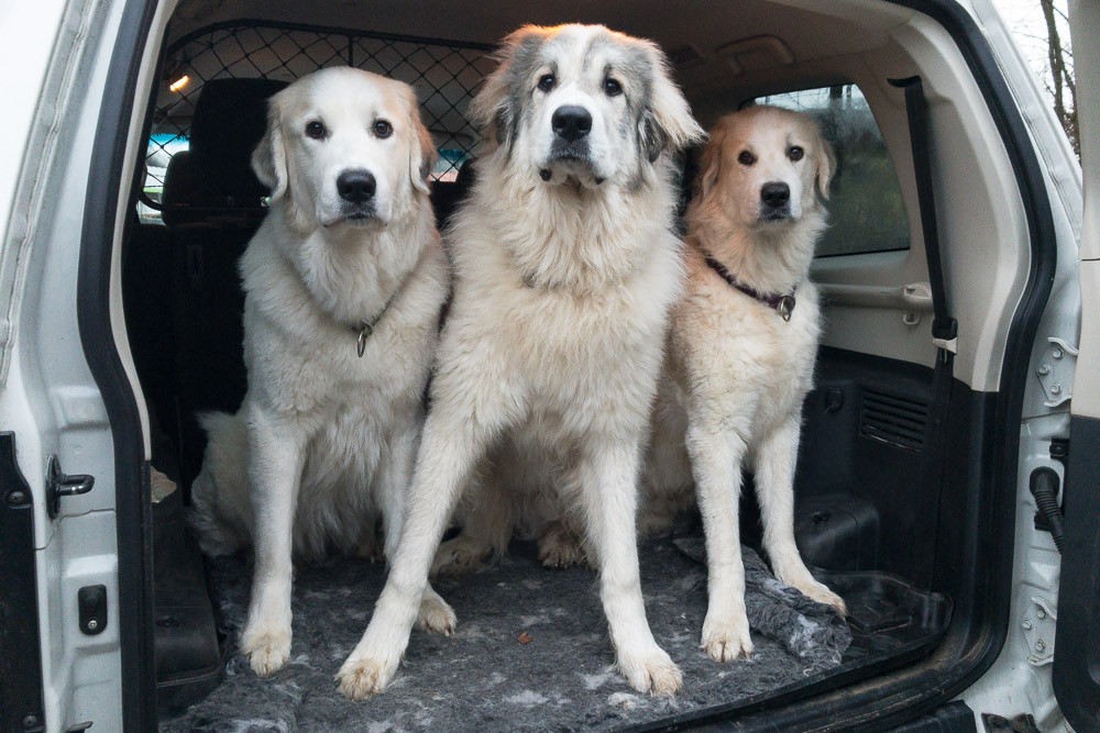Pyrenäenberghund - 14. Februar bis 02. März 2020 - Filip macht Urlaub bei uns - Gruppenbild