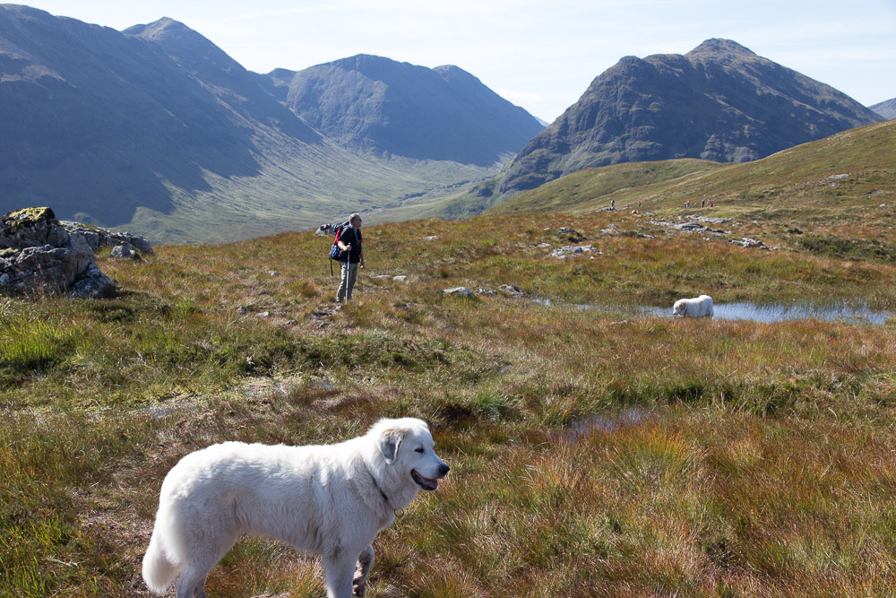 Urlaub mit Pyrenäenberghund September 2019 - Schottland - West Highland Way – Great Glen Way - Bettyhill - Schottland9