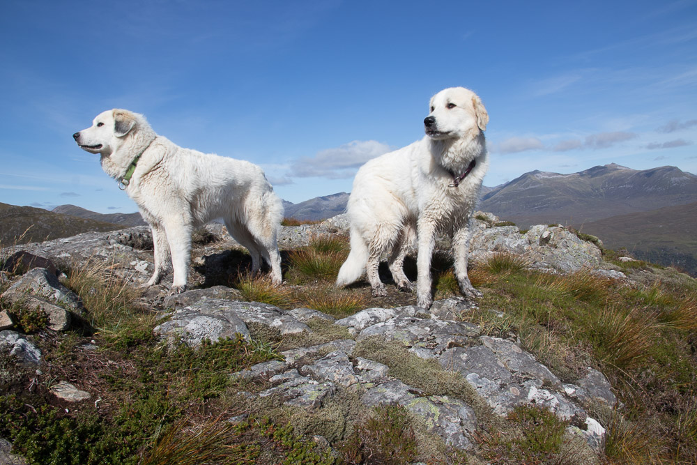 Urlaub mit Pyrenäenberghund September 2019 - Schottland - West Highland Way – Great Glen Way - Bettyhill - Schottland10
