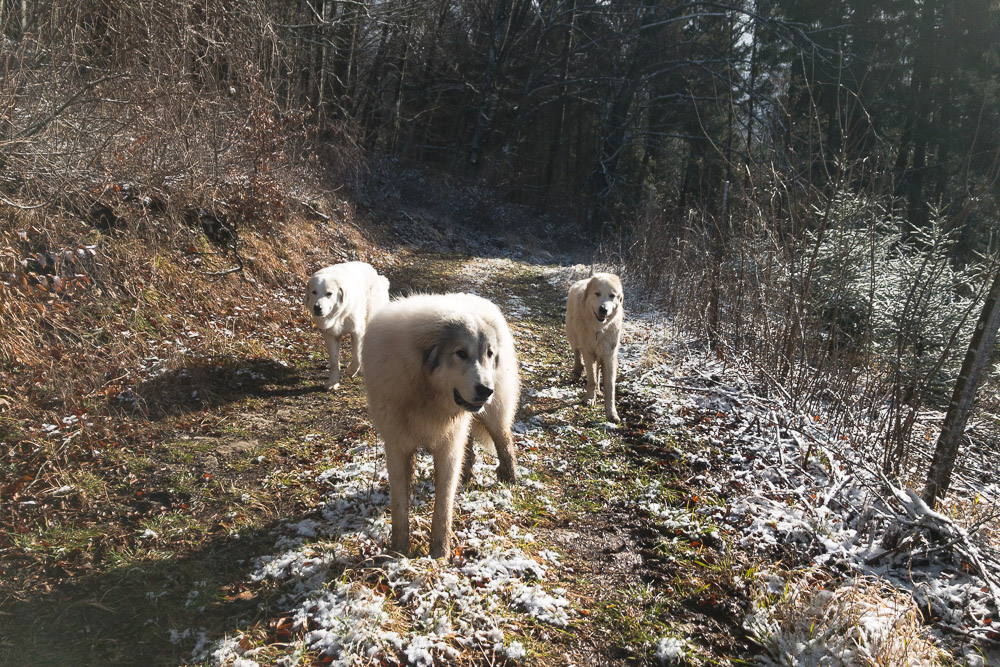 Pyrenäenberghund - 14. Februar bis 02. März 2020 - Filip macht Urlaub bei uns