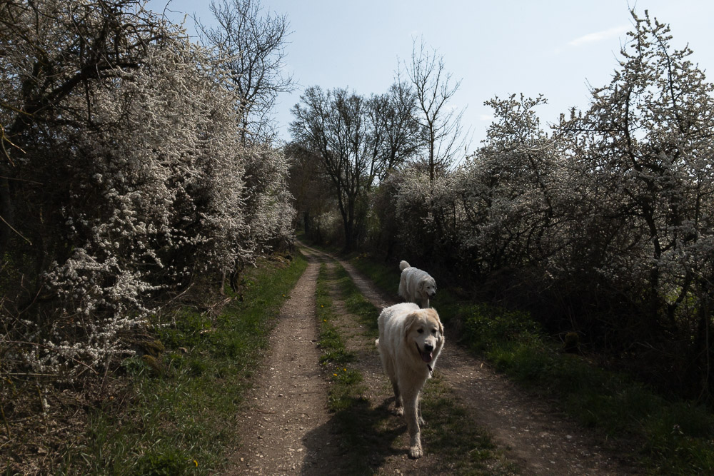 Pyrenäenberghund - 13. April 2020 - Wanderung Burglengenfeld