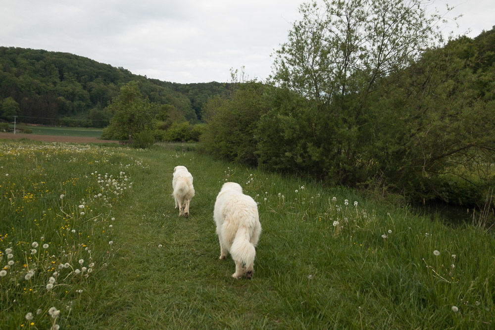 Urlaub mit Pyrenäenberghund - Mai 2020  - Altmühltal2