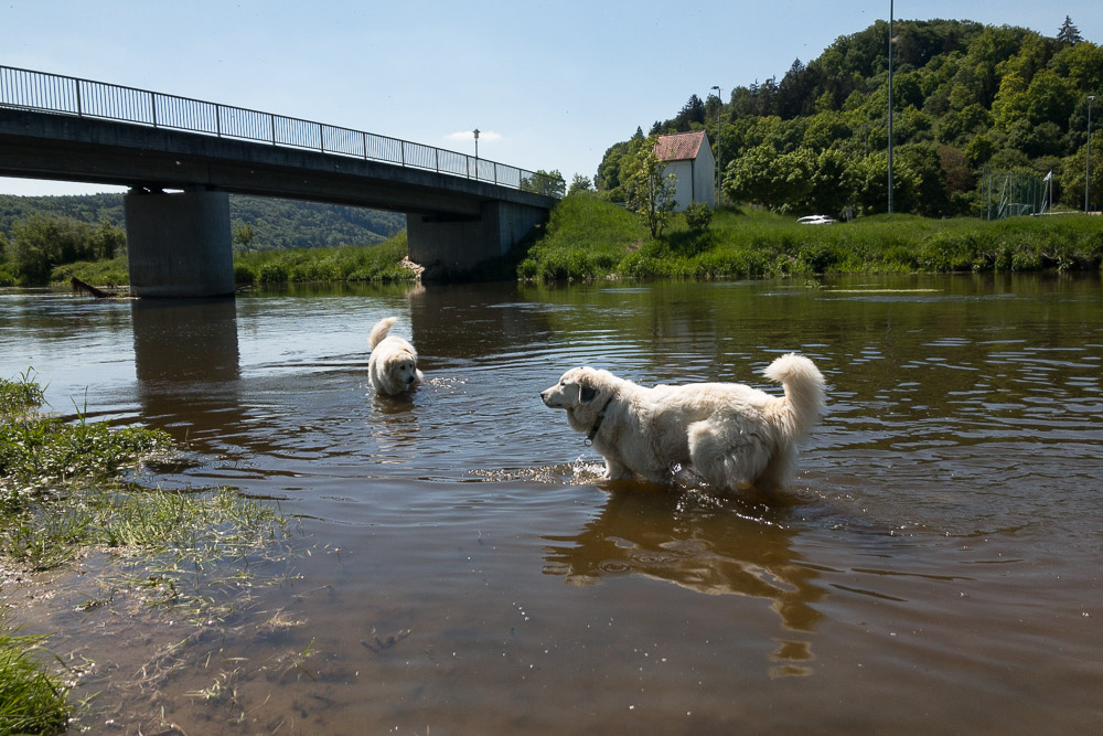 Urlaub mit Pyrenäenberghund - Mai 2020  - Altmühltal7