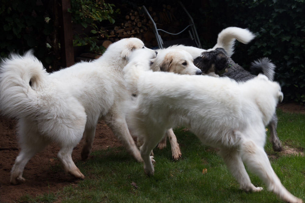 Pyrenäenberghund - 06. Oktober 2019 - Hundetreffen