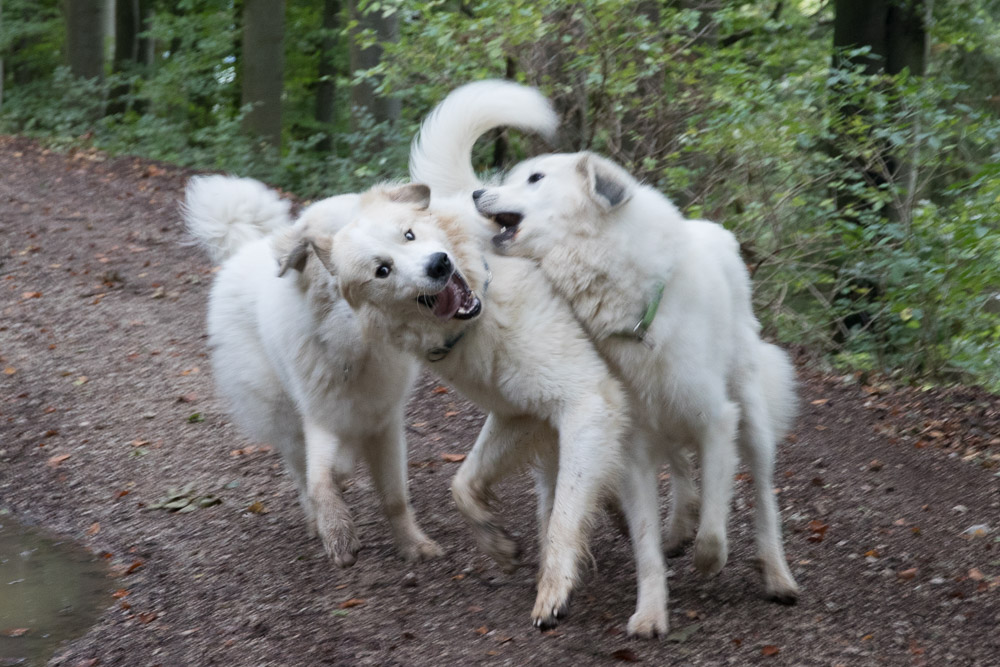 Pyrenäenberghund - 06. Oktober 2019 - Hundetreffen