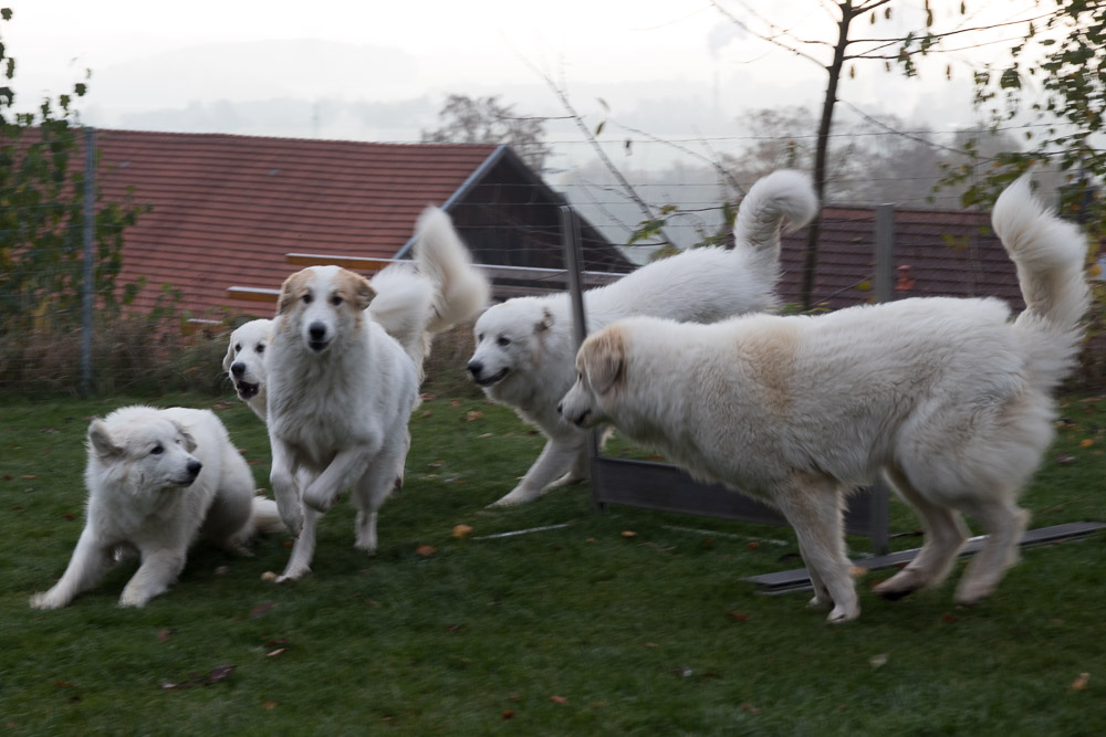 News und Bilder vom Pyrenäenberghund Welpentreffen 2019