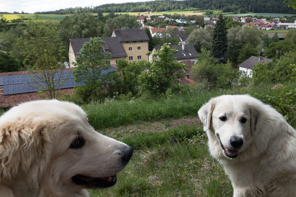 Urlaub mit Pyrenäenberghund - Mai 2020  - Altmühltal21