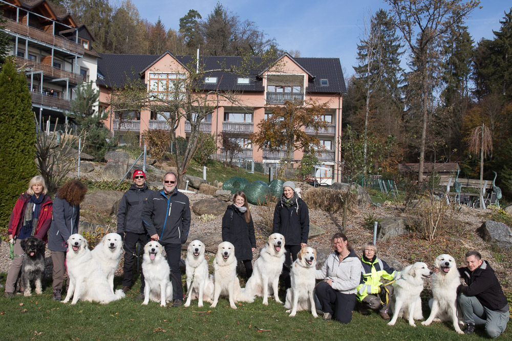 News und Bilder vom Pyrenäenberghund Welpentreffen 2019 - Gruppenbild