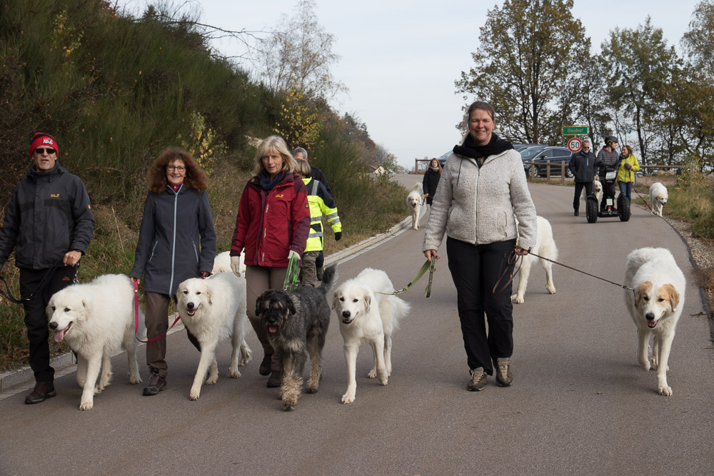 News und Bilder vom Pyrenäenberghund Welpentreffen 2019