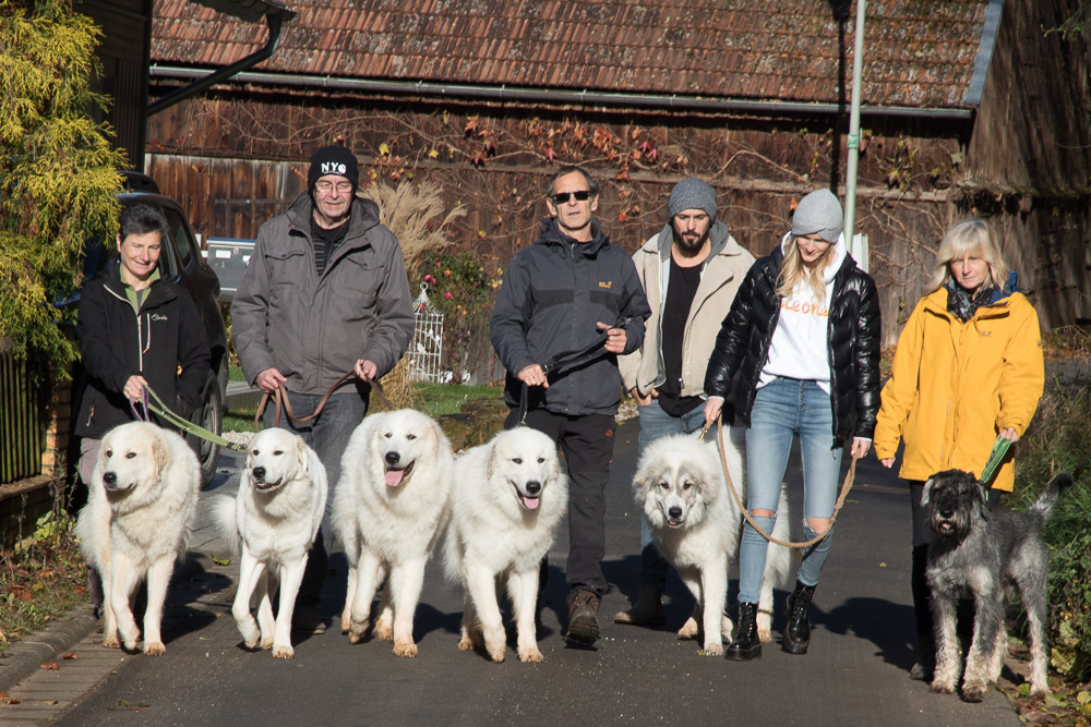 Pyrenäenberghund - 23. November 2019 - Hundetreffen - Gruppenbild