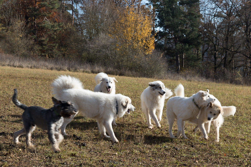 Pyrenäenberghund - 23. November 2019 - Hundetreffen