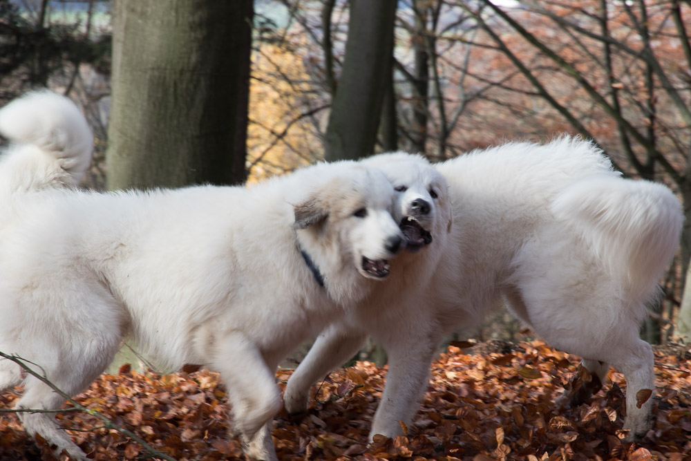 Pyrenäenberghund - 23. November 2019 - Hundetreffen