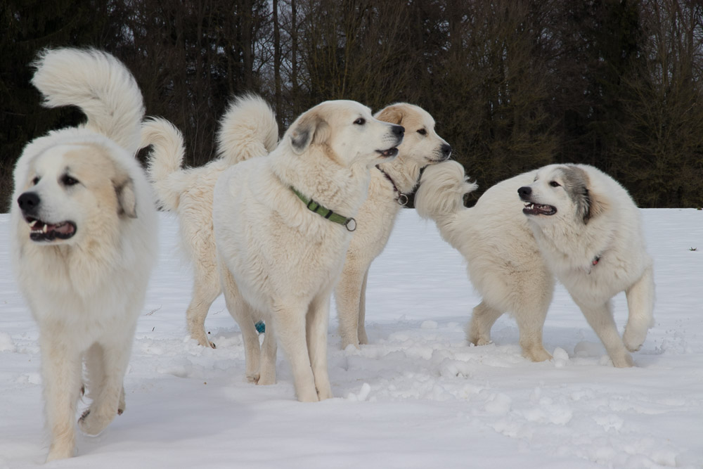Pyrenäenberghund - 29. Februar 2020 - Hundetreffen