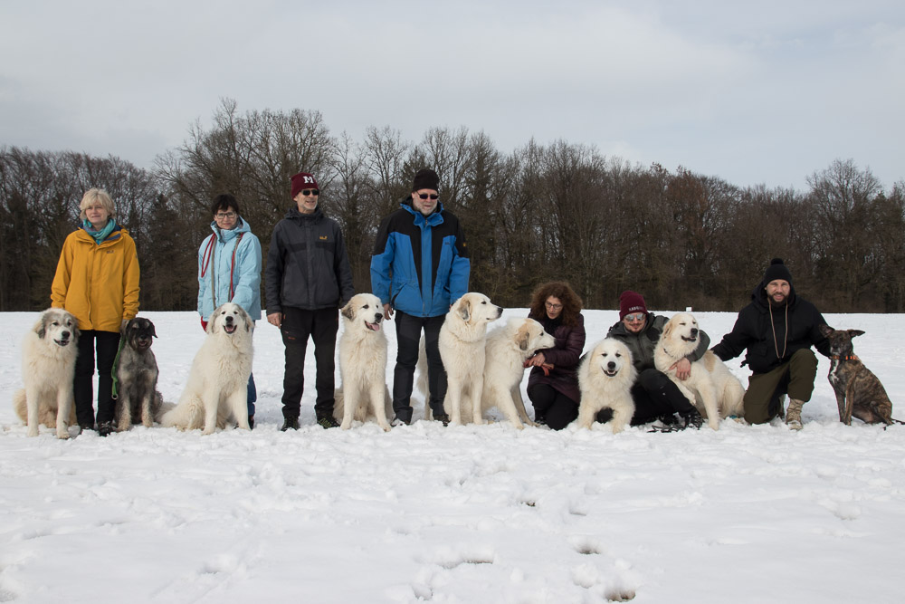 Pyrenäenberghund - 29. Februar 2020 - Hundetreffen - Gruppenbild