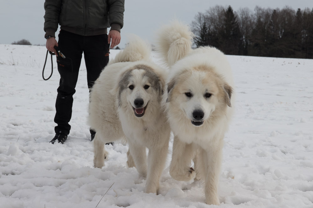 Pyrenäenberghund - 29. Februar 2020 - Hundetreffen