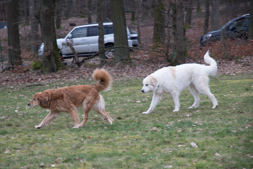 Pyrenäenberghund - 08. März 2020 - Opel-Zoo bei Frankfurt
