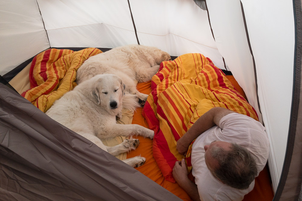 Pyrenäenberghund - Juli 2020 - Home-Camping